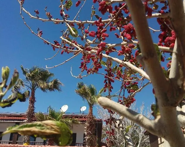 Otel Kaktus Boutique *