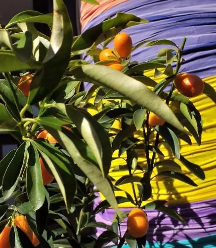 Kaktus Boutique Σιντέ