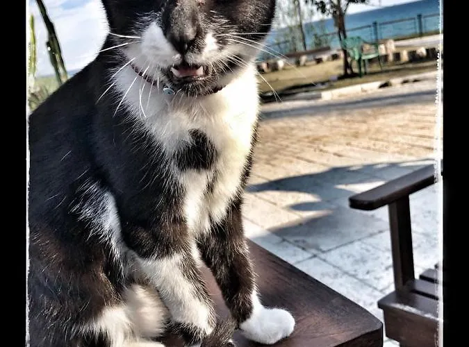 Kaktus Boutique Σιντέ