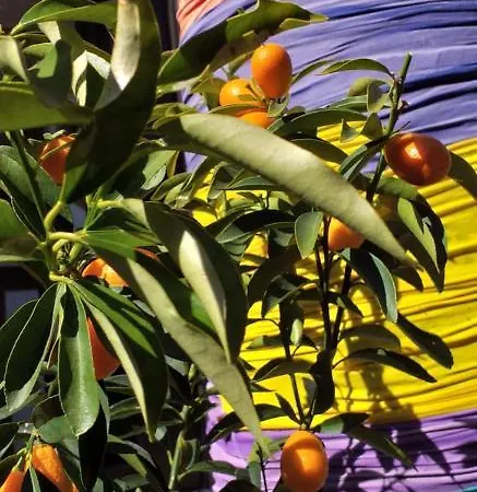 Kaktus Boutique Σιντέ