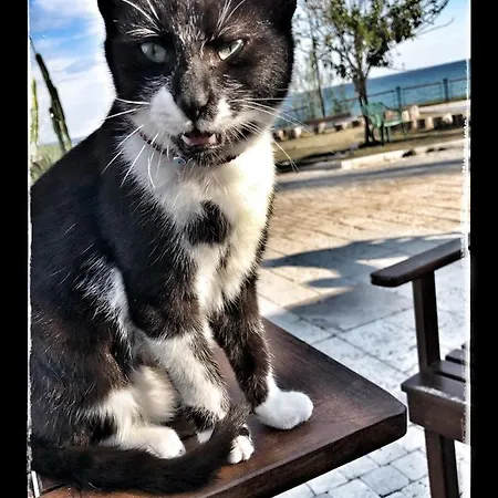 Kaktus Boutique Σιντέ